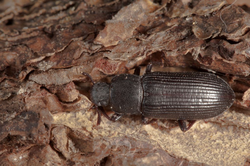 Tenebrionidae : Menephilus cylindricus